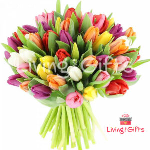 Tulips (20) multicolors